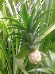 Ananas comosus microstachys