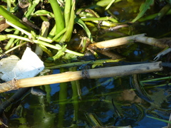 Micrathyria longifasciata