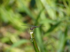 Tramea cophysa