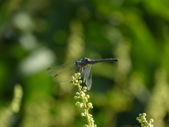 Micrathyria longifasciata
