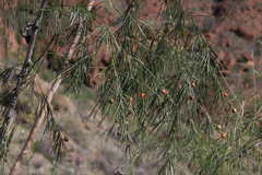 Asparagus plocamoides image