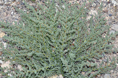 Halogeton sativus