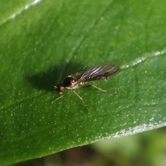 Oropezella sphenoptera