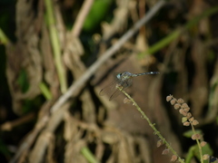 Micrathyria longifasciata