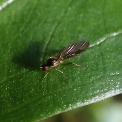 Oropezella sphenoptera
