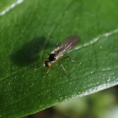 Oropezella sphenoptera