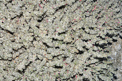 Halogeton sativus