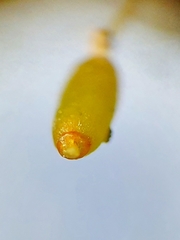 Weissia brachycarpa