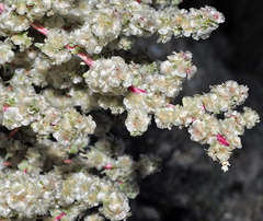 Halogeton sativus