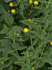 Crepis paludosa