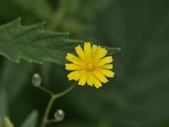 Crepis paludosa
