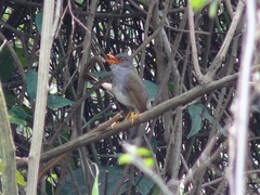 Catharus aurantiirostris