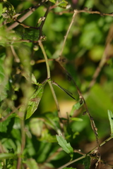Argentagrion ambiguum