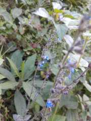 Salvia lasiocephala