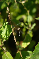 Argentagrion ambiguum