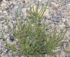Hammada articulata