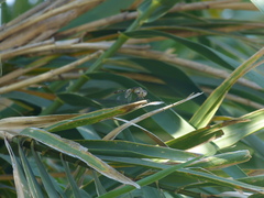 Micrathyria longifasciata