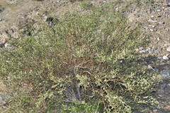 Hammada articulata