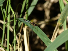 Erythrodiplax paraguayensis