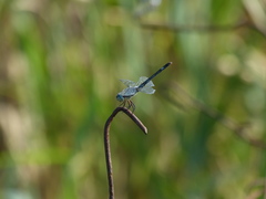 Micrathyria longifasciata
