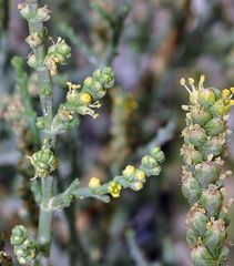 Hammada articulata