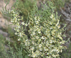 Hammada articulata