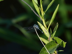 Micrathyria longifasciata