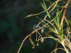 Micrathyria longifasciata