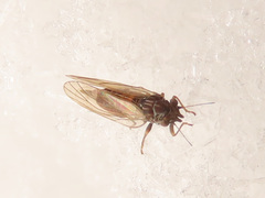 Cacopsylla melanoneura