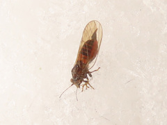 Cacopsylla melanoneura
