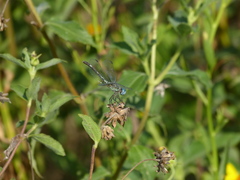 Micrathyria longifasciata