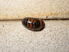 Glomeris pulchra