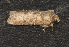 Agrotis clavis