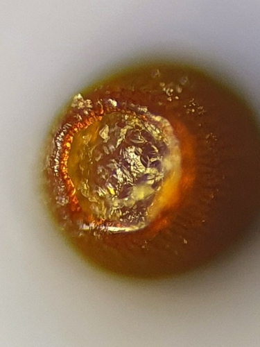 Image of Weissia brachycarpa by no rights reserved