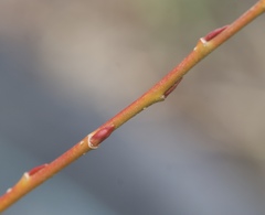 Salix lutea