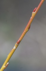 Salix lutea