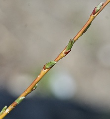 Salix lutea