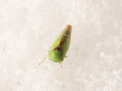 Viridicerus ustulatus