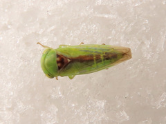 Viridicerus ustulatus