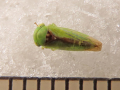 Viridicerus ustulatus