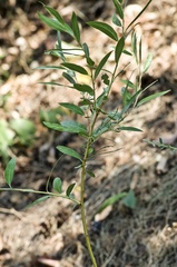 Salix lutea