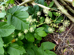 Aralia continentalis