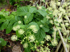 Aralia continentalis