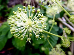 Aralia continentalis
