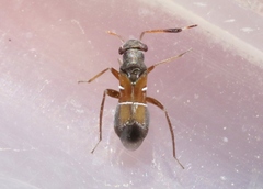 Pilophorus