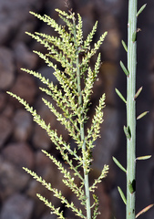 Salsola genistoides
