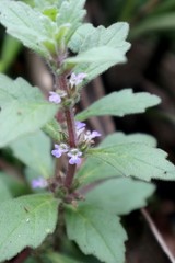 Ajuga sinuata