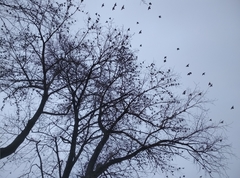 Sturnus vulgaris