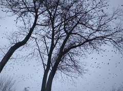 Sturnus vulgaris