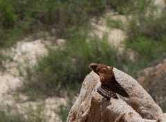 Falco rupicolus